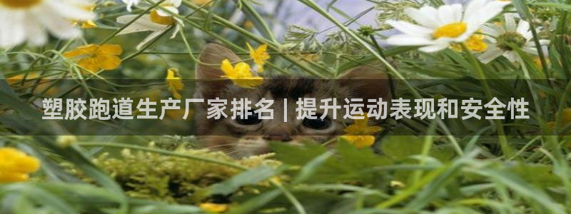 红足一1世666814最新结果：塑胶跑道生产厂家排名 | 提升运动表现和安全性