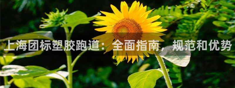 百度红足一1视频在线观看：上海团标塑胶跑道：全面指南，规范和优势