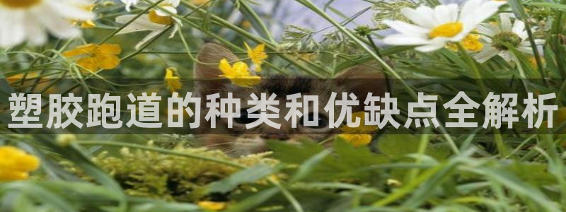百度红足一1是干什么的：塑胶跑道的种类和优缺点全解析