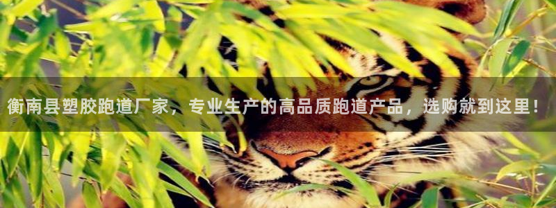 333814红足1世：衡南县塑胶跑道厂家，专业生产的高品质跑道产品，选购就到这里！